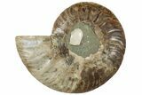 Cut & Polished Ammonite Fossil (Half) - Crystal Pockets #310668-1